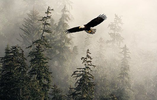 BALD EAGLES 4