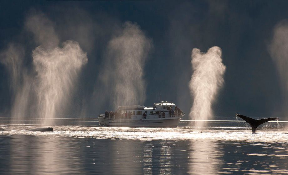 Humpback Whale, Alaska