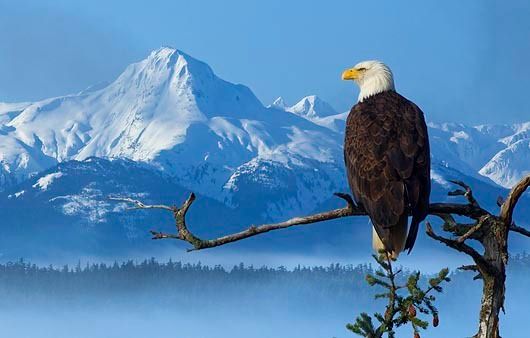 BALD EAGLES 5