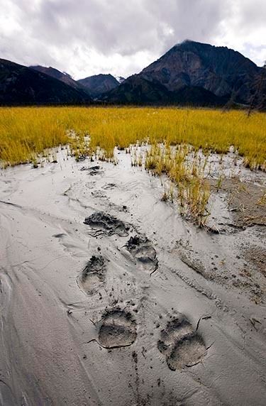 Brown Bear Tracks, Yukon