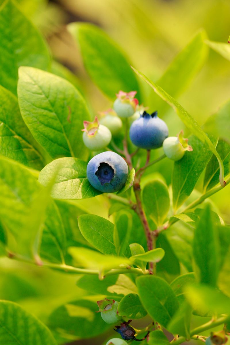 _MG_1358-2 www.rkjacobs.comTop Food Photographer New York Seattle PortlandRobert Jacobs Photography ©2013