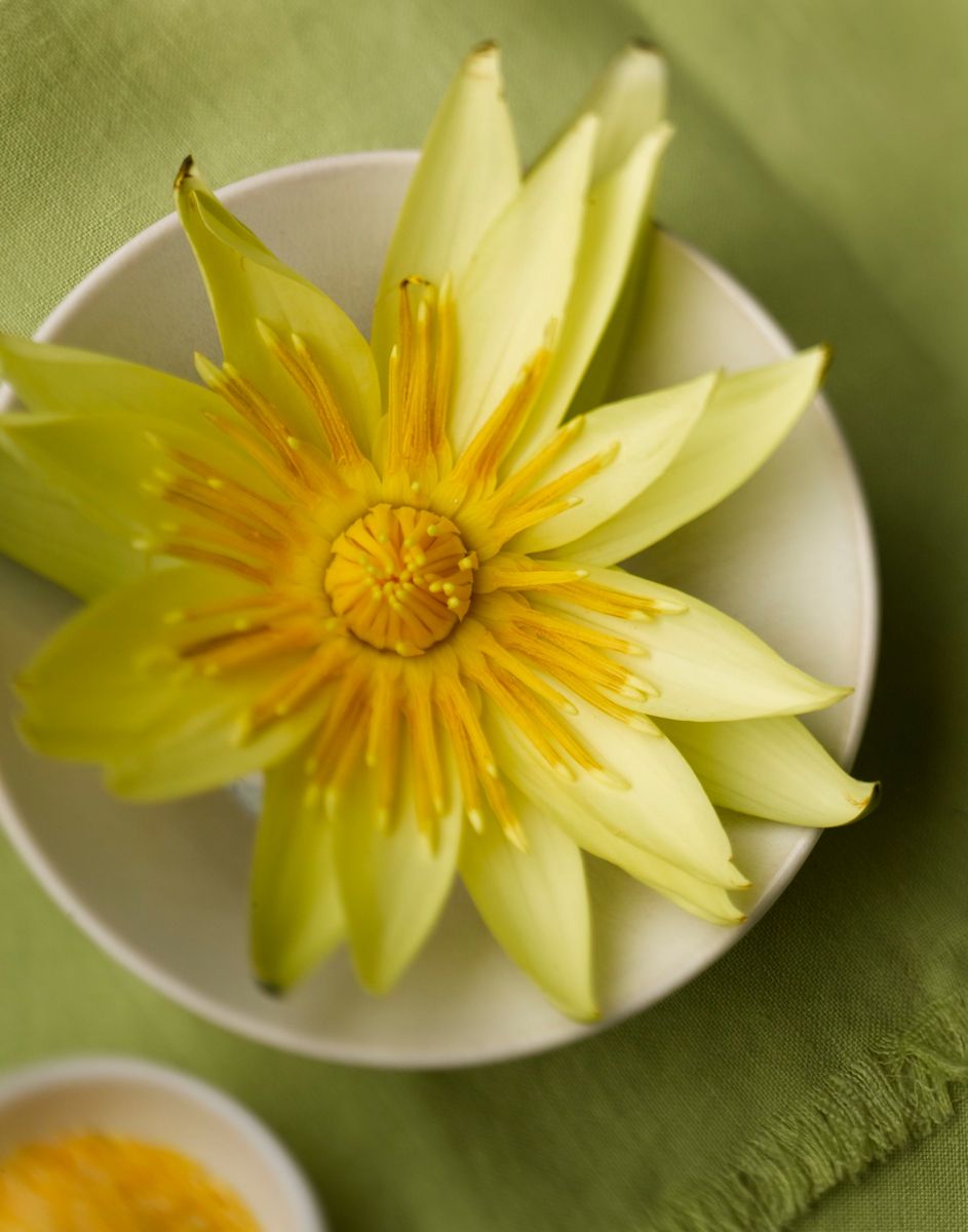 Yellow water cactus flower in white bowl with green fabric backgroundwww.rkjacobs.comTop Food Photographer New York Seattle PortlandRobert Jacobs Photography ©2013 Yellow water cactus flower in white bowl with green fabric backgroundwww.rkjacobs.comTop Food Photographer New York Seattle PortlandRobert Jacobs Photography ©2013