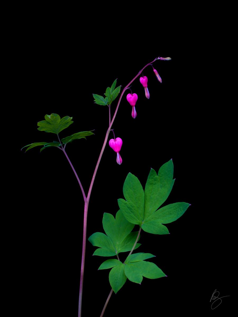 Fumariaceae,black,bleeding heart on black backgroundwww.rkjacobs.comTop Food Photographer New York Seattle PortlandRobert Jacobs Photography ©2013 Fumariaceae,black,bleeding heart on black backgroundwww.rkjacobs.comTop Food Photographer New York Seattle PortlandRobert Jacobs Photography ©2013