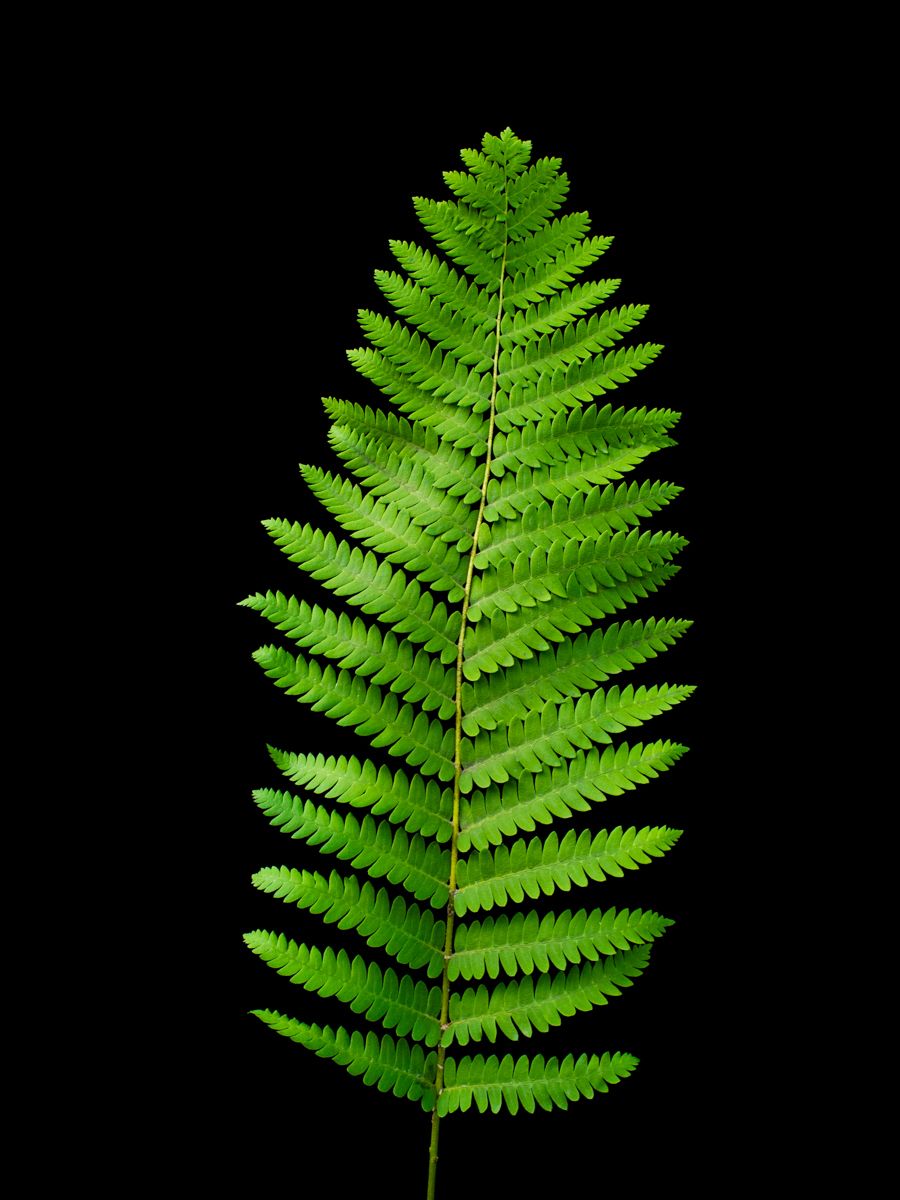 Fern leaf on black backgroundwww.rkjacobs.comTop Food Photographer New York Seattle PortlandRobert Jacobs Photography ©2013 Fern leaf on black backgroundwww.rkjacobs.comTop Food Photographer New York Seattle PortlandRobert Jacobs Photography ©2013