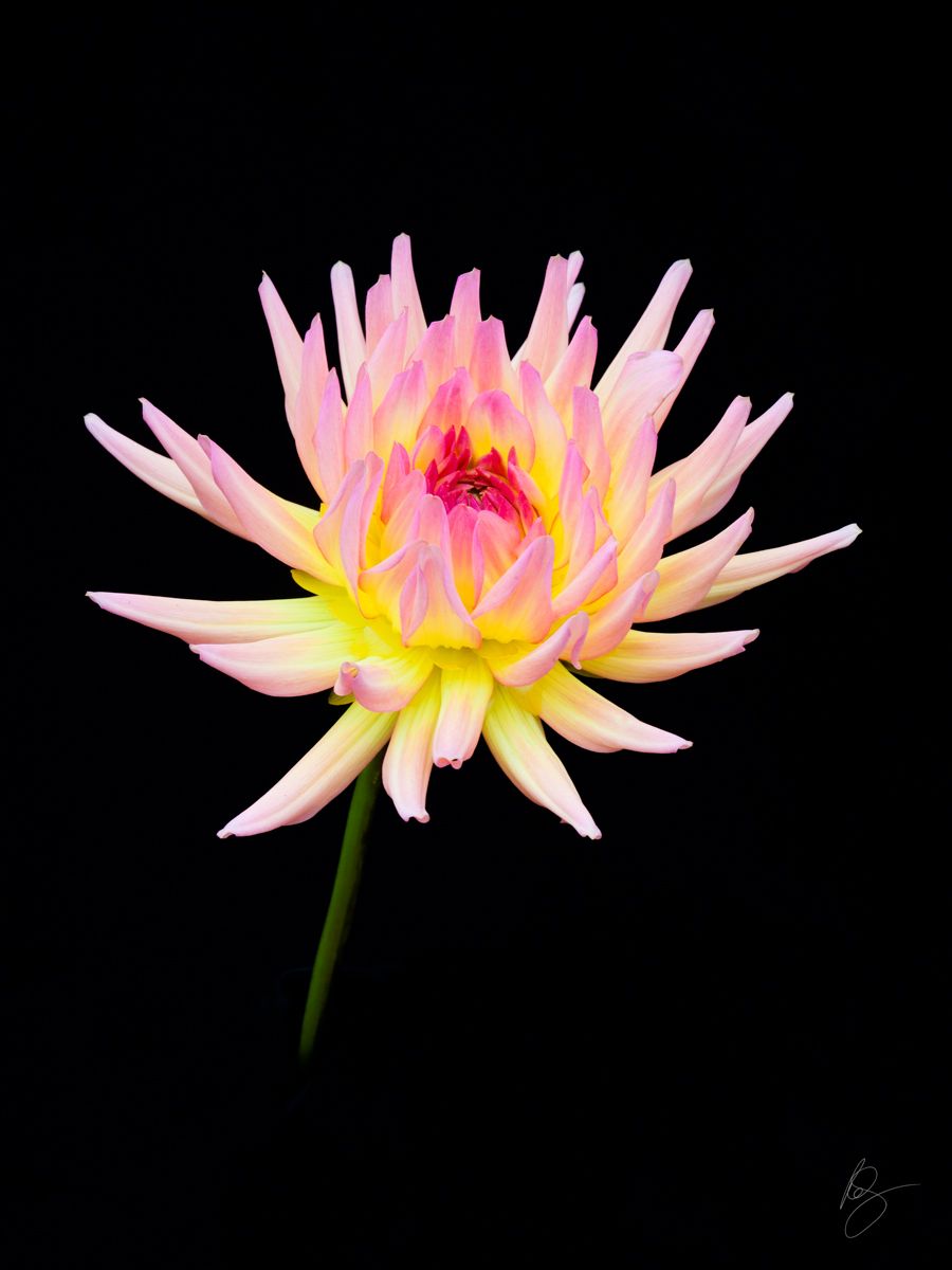 Pink and yellow spider dahlia on black backgroundwww.rkjacobs.comTop Food Photographer New York Seattle PortlandRobert Jacobs Photography ©2013 Pink and yellow spider dahlia on black backgroundwww.rkjacobs.comTop Food Photographer New York Seattle PortlandRobert Jacobs Photography ©2013