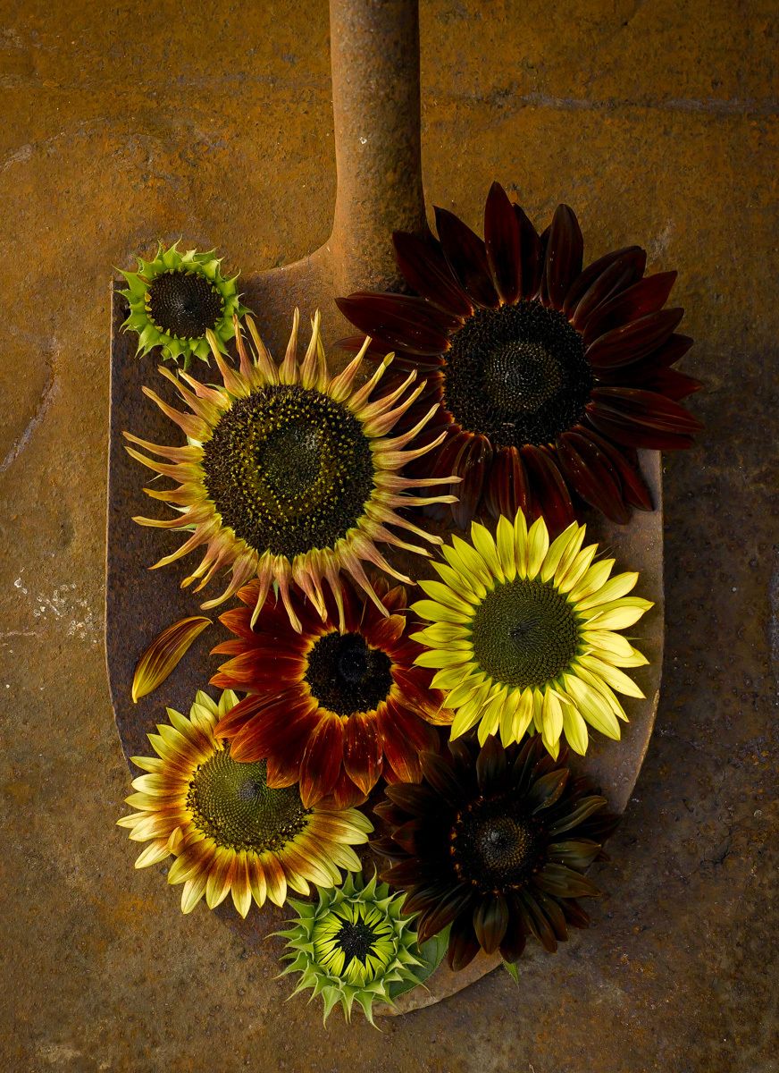 Variegated sunflowers in rusted shovel on rusted metal surface www.rkjacobs.comTop Food Photographer New York Seattle PortlandRobert Jacobs Photography ©2013 Variegated sunflowers in rusted shovel on rusted metal surface www.rkjacobs.comTop Food Photographer New York Seattle PortlandRobert Jacobs Photography ©2013