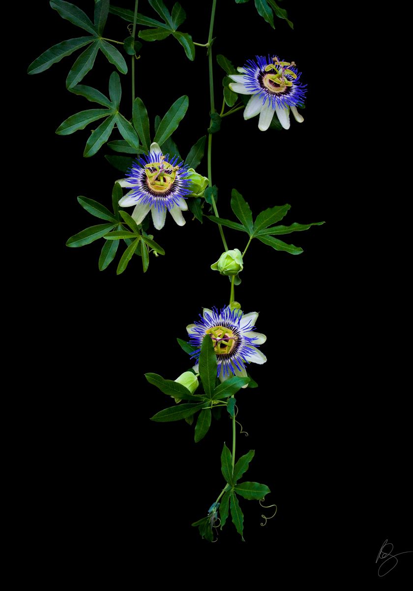 Passiflora, passion flower on black backgroundwww.rkjacobs.comTop Food Photographer New York Seattle PortlandRobert Jacobs Photography ©2013 Passiflora, passion flower on black backgroundwww.rkjacobs.comTop Food Photographer New York Seattle PortlandRobert Jacobs Photography ©2013