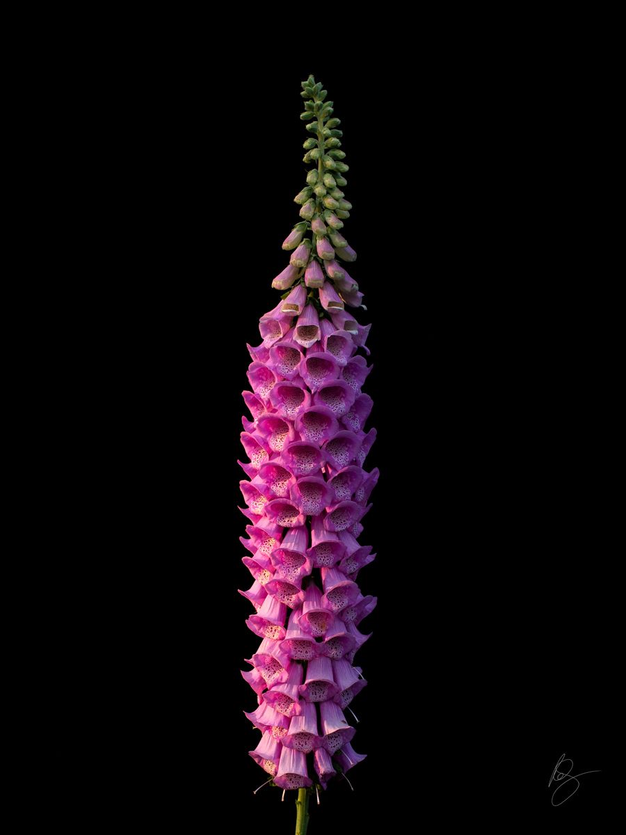 Digitalis, fushia foxglove on black backgroundwww.rkjacobs.comTop Food Photographer New York Seattle PortlandRobert Jacobs Photography ©2013 Digitalis, fushia foxglove on black backgroundwww.rkjacobs.comTop Food Photographer New York Seattle PortlandRobert Jacobs Photography ©2013