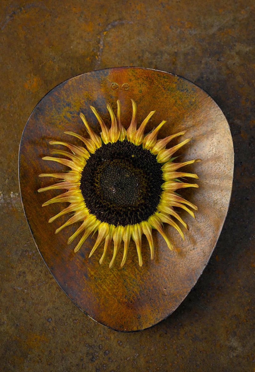 Ikarus, rustic sunflower on rusted metal surface www.rkjacobs.comTop Food Photographer New York Seattle PortlandRobert Jacobs Photography ©2013 Ikarus, rustic sunflower on rusted metal surface www.rkjacobs.comTop Food Photographer New York Seattle PortlandRobert Jacobs Photography ©2013