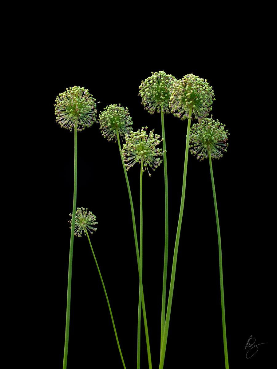 Spent Alluim genus Giganteum on black backgroundwww.rkjacobs.comTop Food Photographer New York Seattle PortlandRobert Jacobs Photography ©2013 Spent Alluim genus Giganteum on black backgroundwww.rkjacobs.comTop Food Photographer New York Seattle PortlandRobert Jacobs Photography ©2013