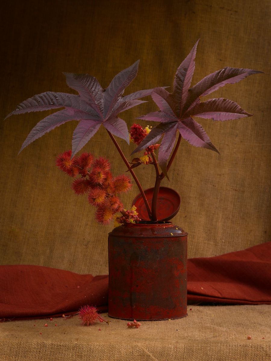 Castor bean plant with seed pods in red rustic can on burlap background www.rkjacobs.comTop Food Photographer New York Seattle PortlandRobert Jacobs Photography ©2013 Castor bean plant with seed pods in red rustic can on burlap background www.rkjacobs.comTop Food Photographer New York Seattle PortlandRobert Jacobs Photography ©2013