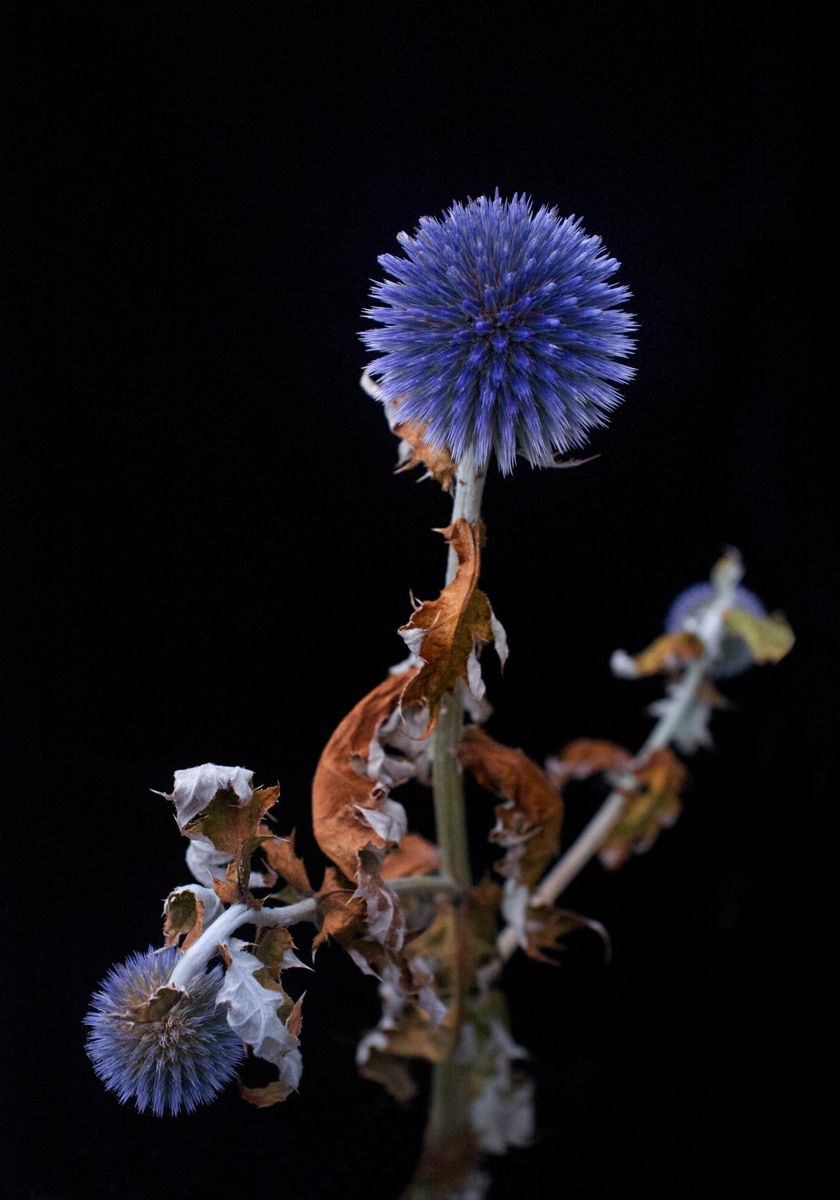 Echinops bannaticus 'Blue Glow,flowers,globe thistle on black backgroundwww.rkjacobs.comTop Food Photographer New York Seattle PortlandRobert Jacobs Photography ©2013 Echinops bannaticus 'Blue Glow,flowers,globe thistle on black backgroundwww.rkjacobs.comTop Food Photographer New York Seattle PortlandRobert Jacobs Photography ©2013