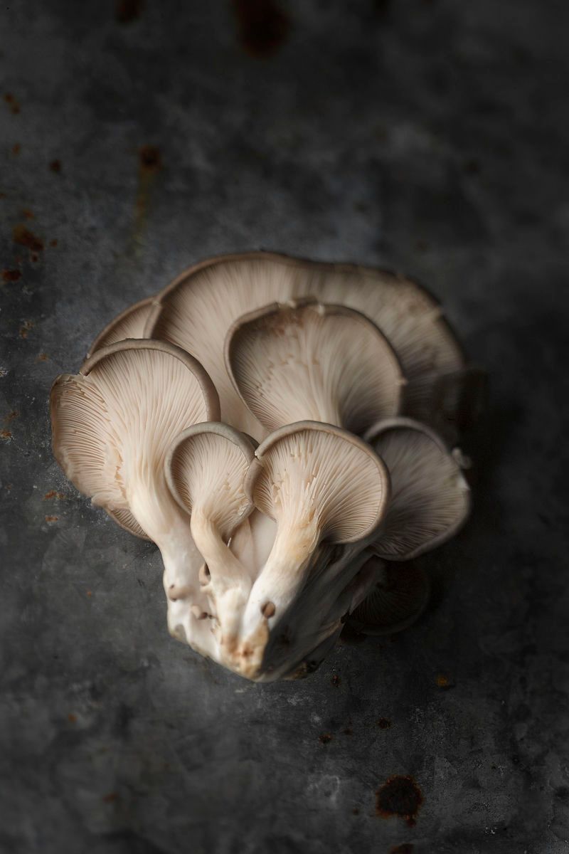 Mushroom on Rustic Tin