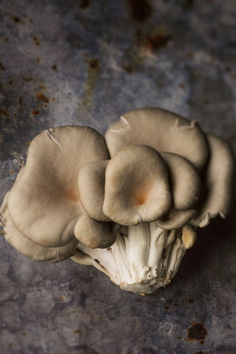 Cantranelle Mushrooms on rustic tin