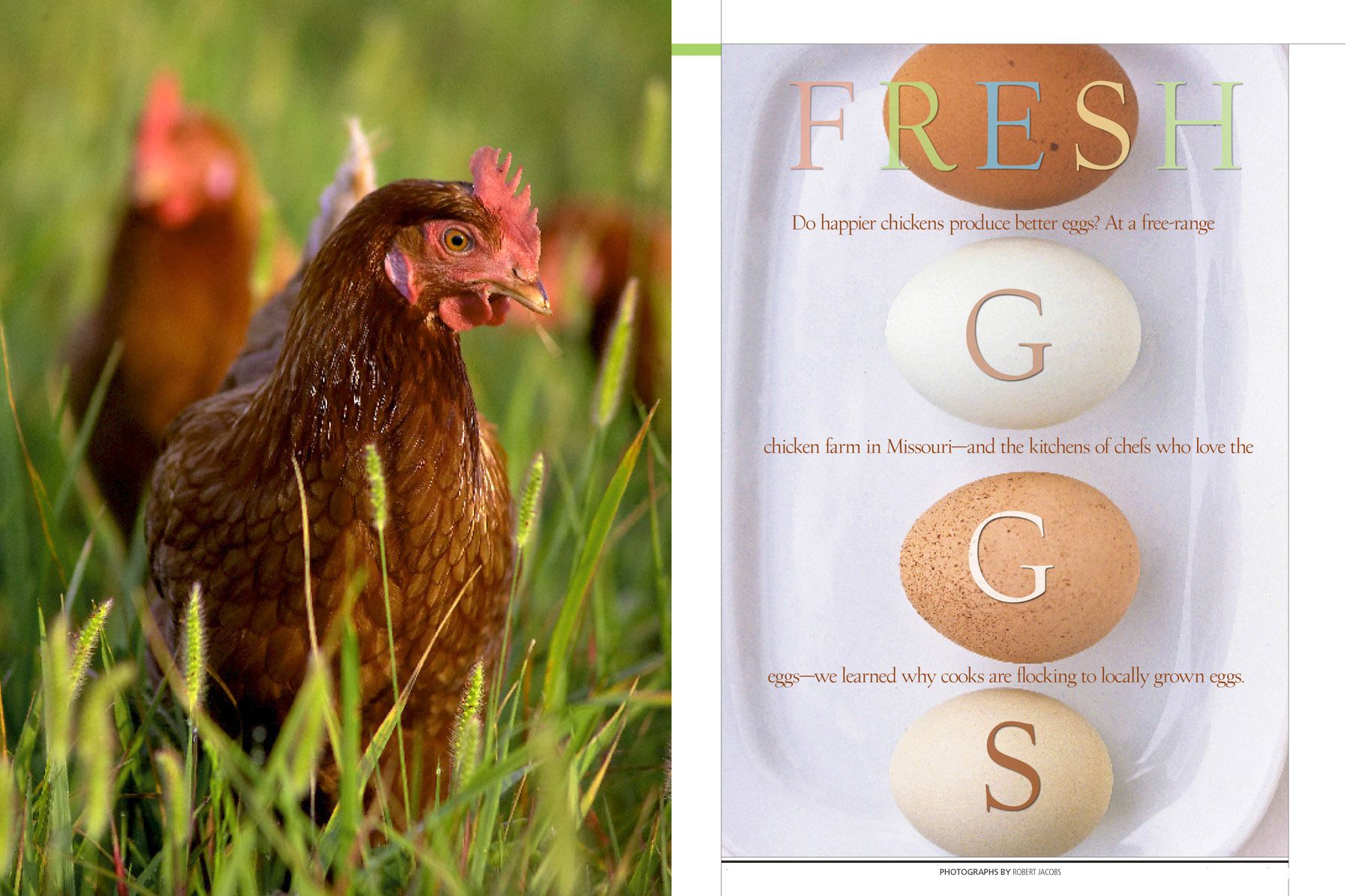 Eggs, white and brown, chickens,  for Midwest Living Magazine story  on eggs www.rkjacobs.comTop Food Photographer New York Seattle PortlandRobert Jacobs Photography ©2013 Eggs, white and brown, chickens,  for Midwest Living Magazine story on eggs www.rkjacobs.comTop Food Photographer New York Seattle PortlandRobert Jacobs Photography ©2013
