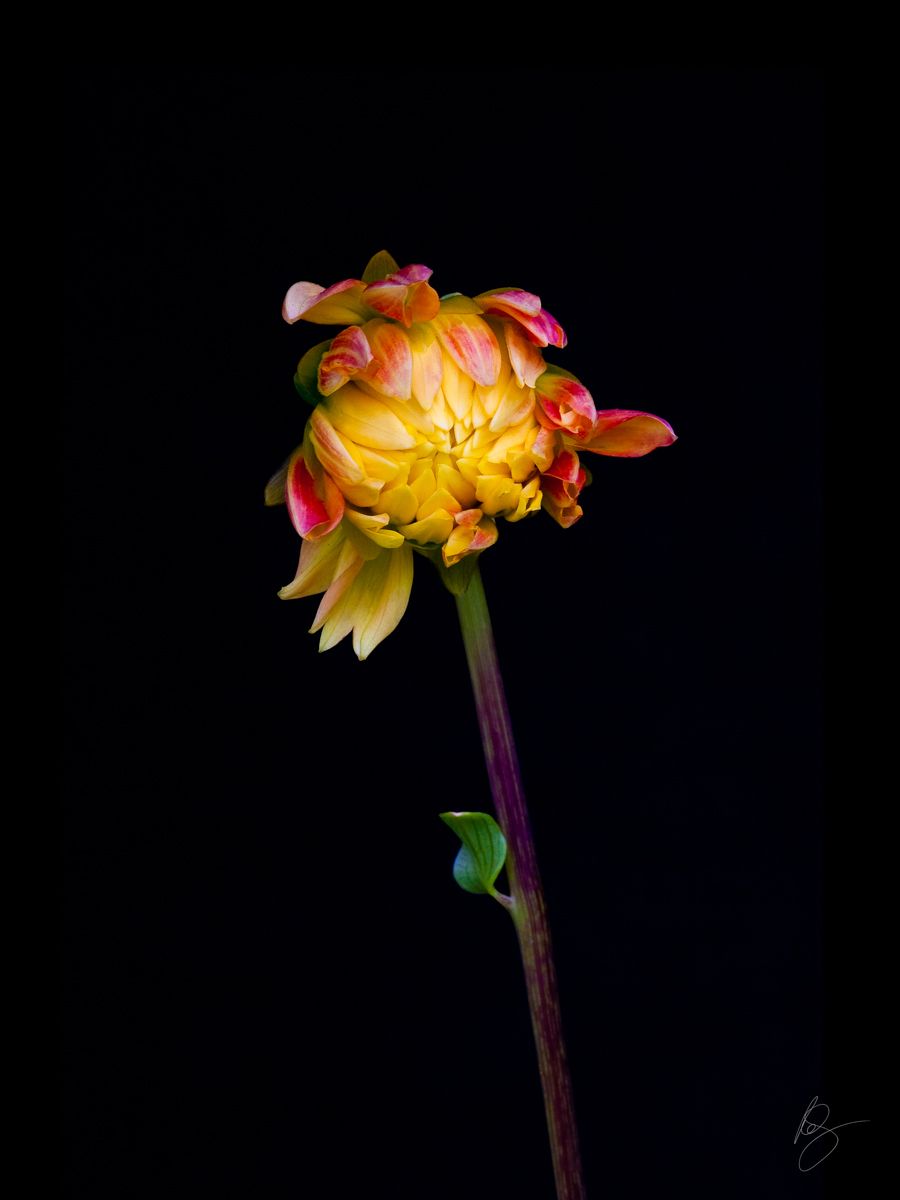 Orange variegated Dahlia on black backgroundwww.rkjacobs.comTop Food Photographer New York Seattle PortlandRobert Jacobs Photography ©2013 Orange variegated Dahlia on black backgroundwww.rkjacobs.comTop Food Photographer New York Seattle PortlandRobert Jacobs Photography ©2013