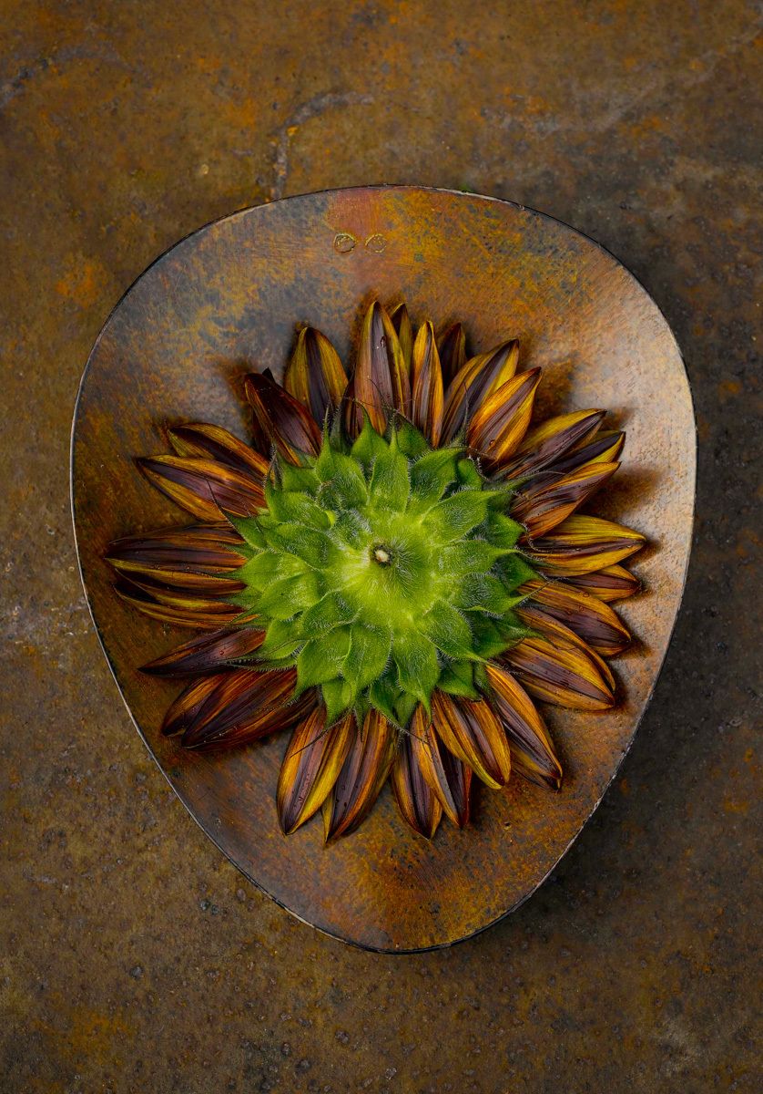 variegated sunflower in wooden bowl on rusted metal surface www.rkjacobs.comTop Food Photographer New York Seattle PortlandRobert Jacobs Photography ©2013 variegated sunflower in wooden bowl on rusted metal surface www.rkjacobs.comTop Food Photographer New York Seattle PortlandRobert Jacobs Photography ©2013