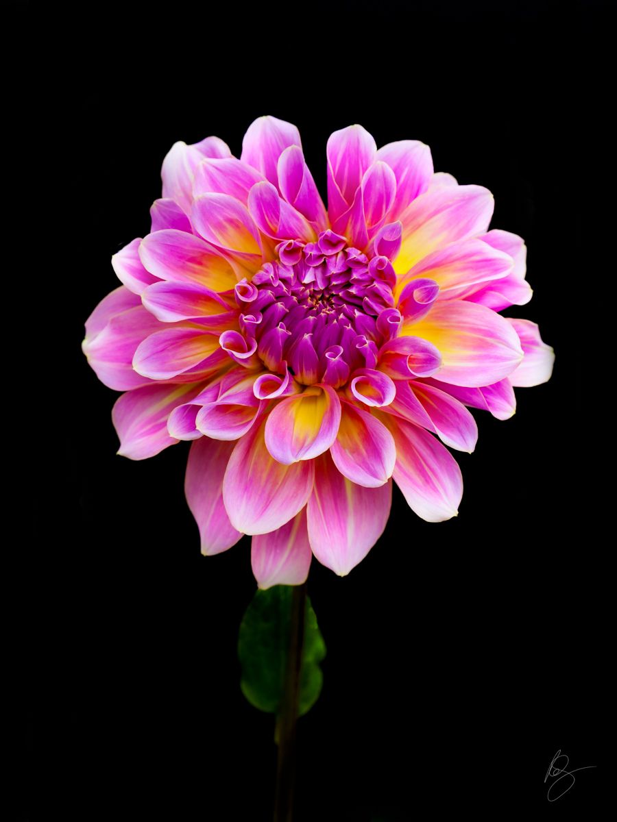 Pink and yellow Dahlia on Black backgroundwww.rkjacobs.comTop Food Photographer New York Seattle PortlandRobert Jacobs Photography ©2013 Pink and yellow Dahlia on Black backgroundwww.rkjacobs.comTop Food Photographer New York Seattle PortlandRobert Jacobs Photography ©2013