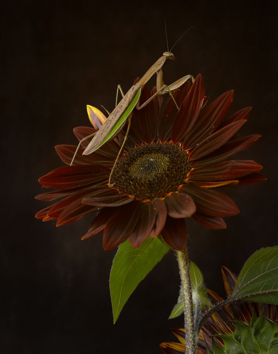 Chocolate sunflower with Praying Mantis www.rkjacobs.comTop Food Photographer New York Seattle PortlandRobert Jacobs Photography ©2013 Chocolate sunflower with Praying Mantis www.rkjacobs.comTop Food Photographer New York Seattle PortlandRobert Jacobs Photography ©2013