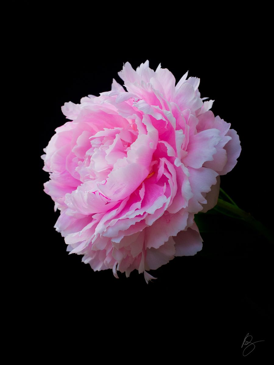 Pink Peony on Black Background www.rkjacobs.comTop Food Photographer New York Seattle PortlandRobert Jacobs Photography ©2013 Pink Peony on Black Background www.rkjacobs.comTop Food Photographer New York Seattle PortlandRobert Jacobs Photography ©2013