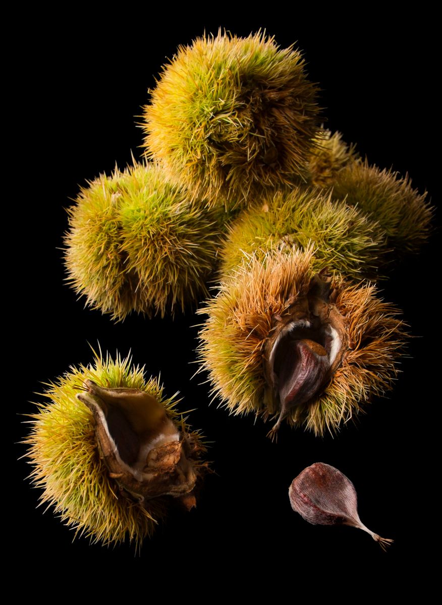 Open Chestnuts Open Chestnuts