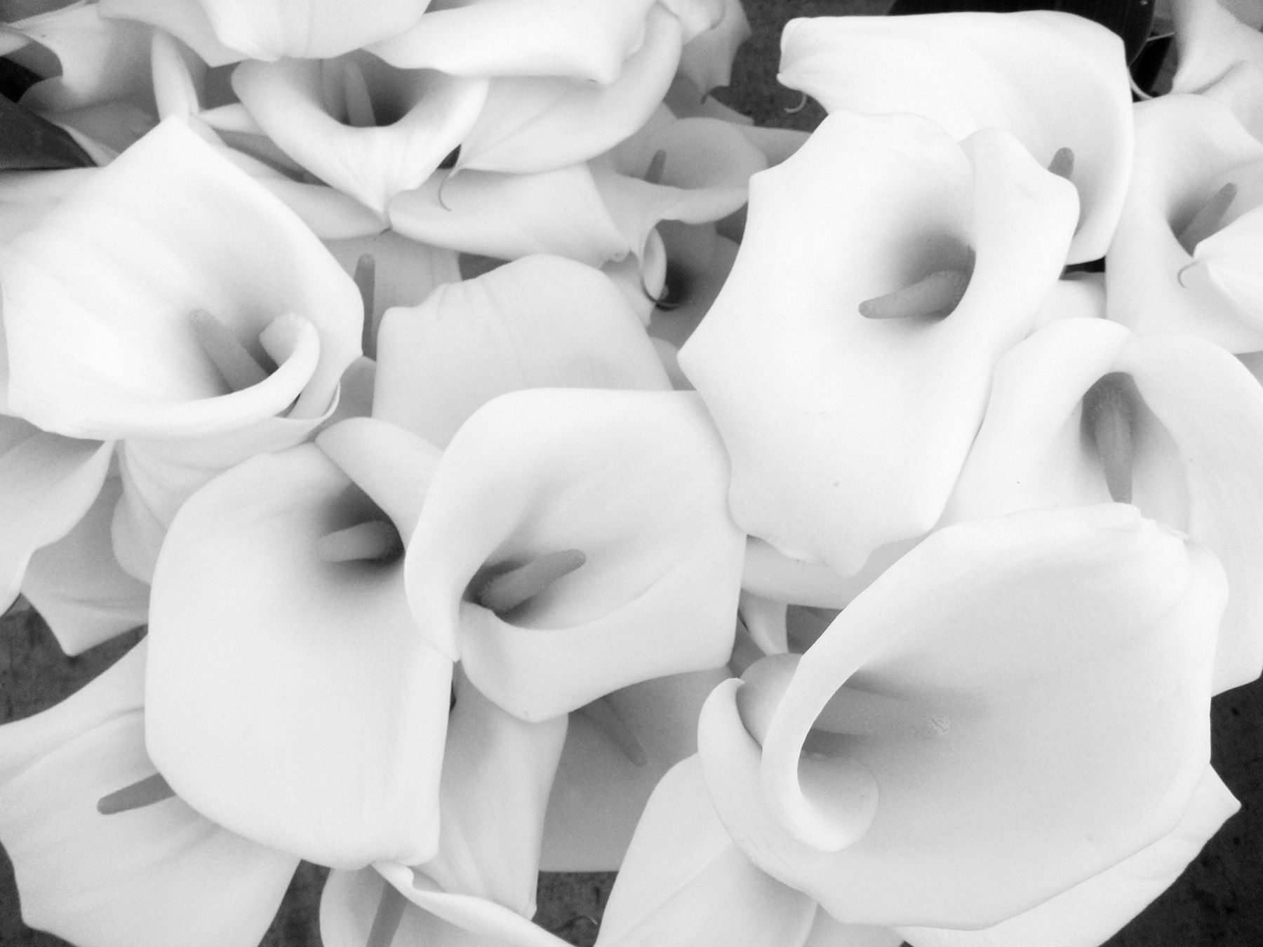 b_w1flowerweb.jpg