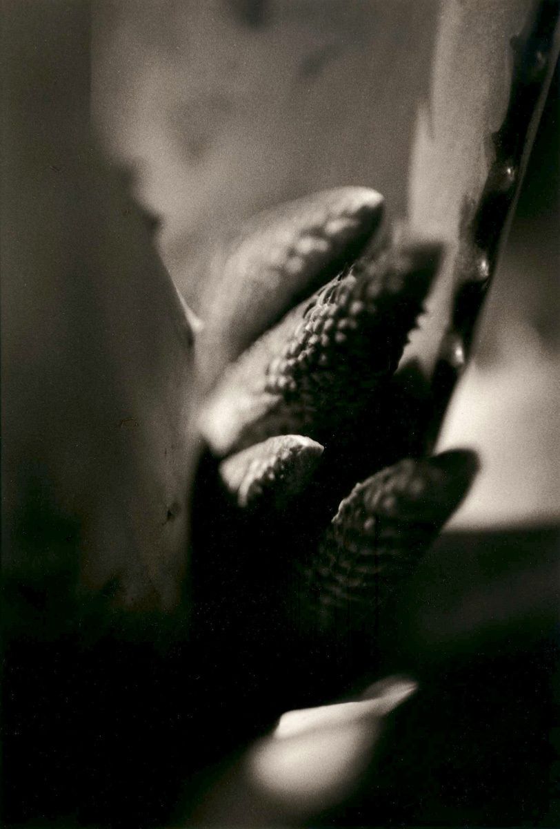 Agave Buds #1, 2008Gelatin-silver photograph, selenium/sepia toned