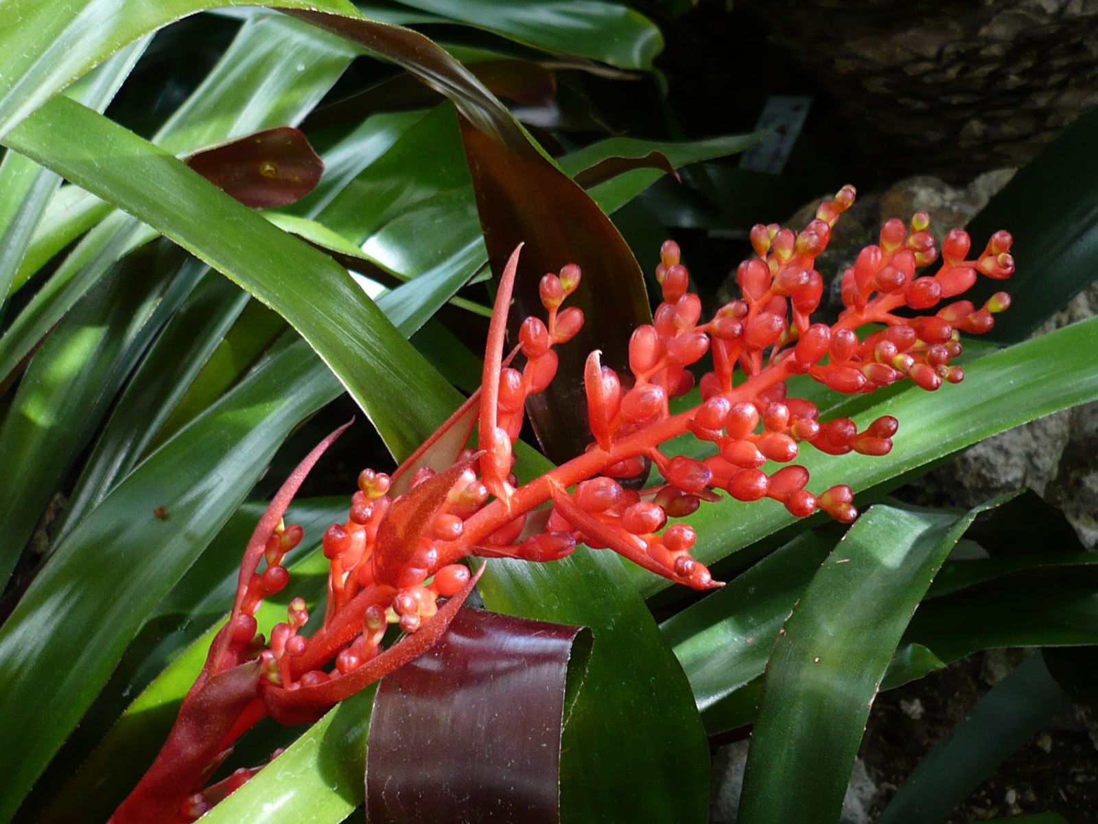 Red Bromeliad Blossom