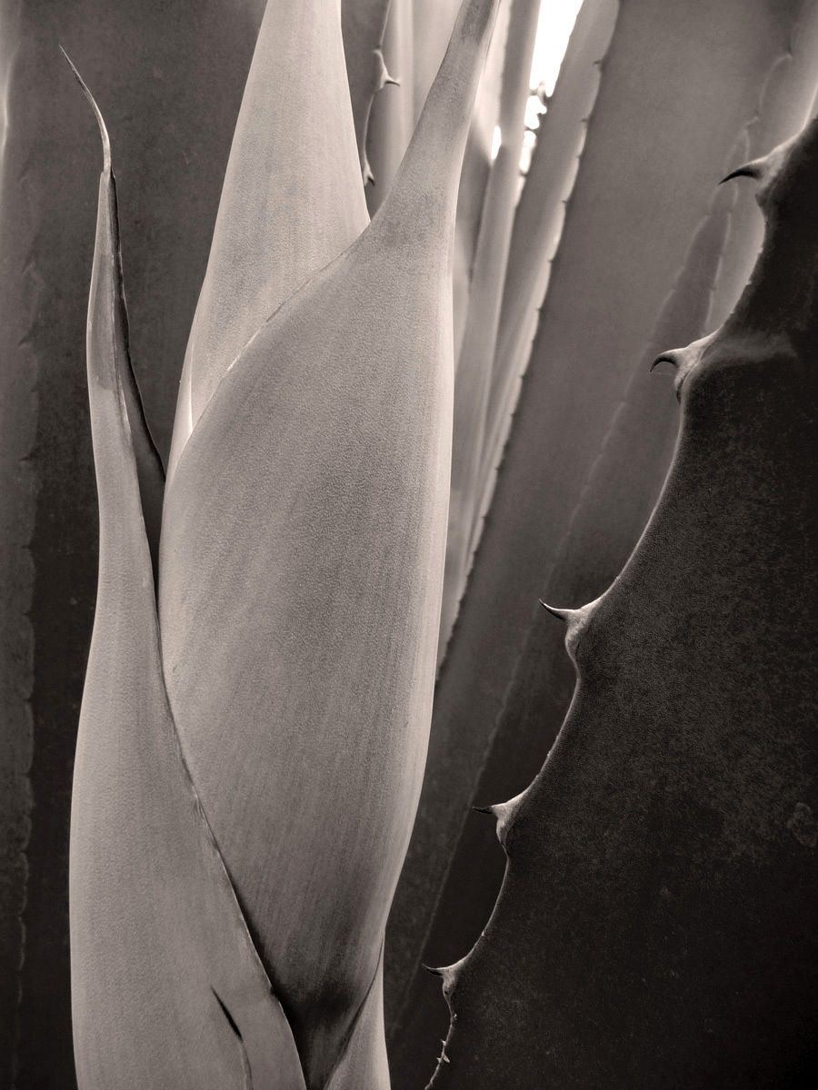 Agave Scabra #1, 2011Archival Pigment Print