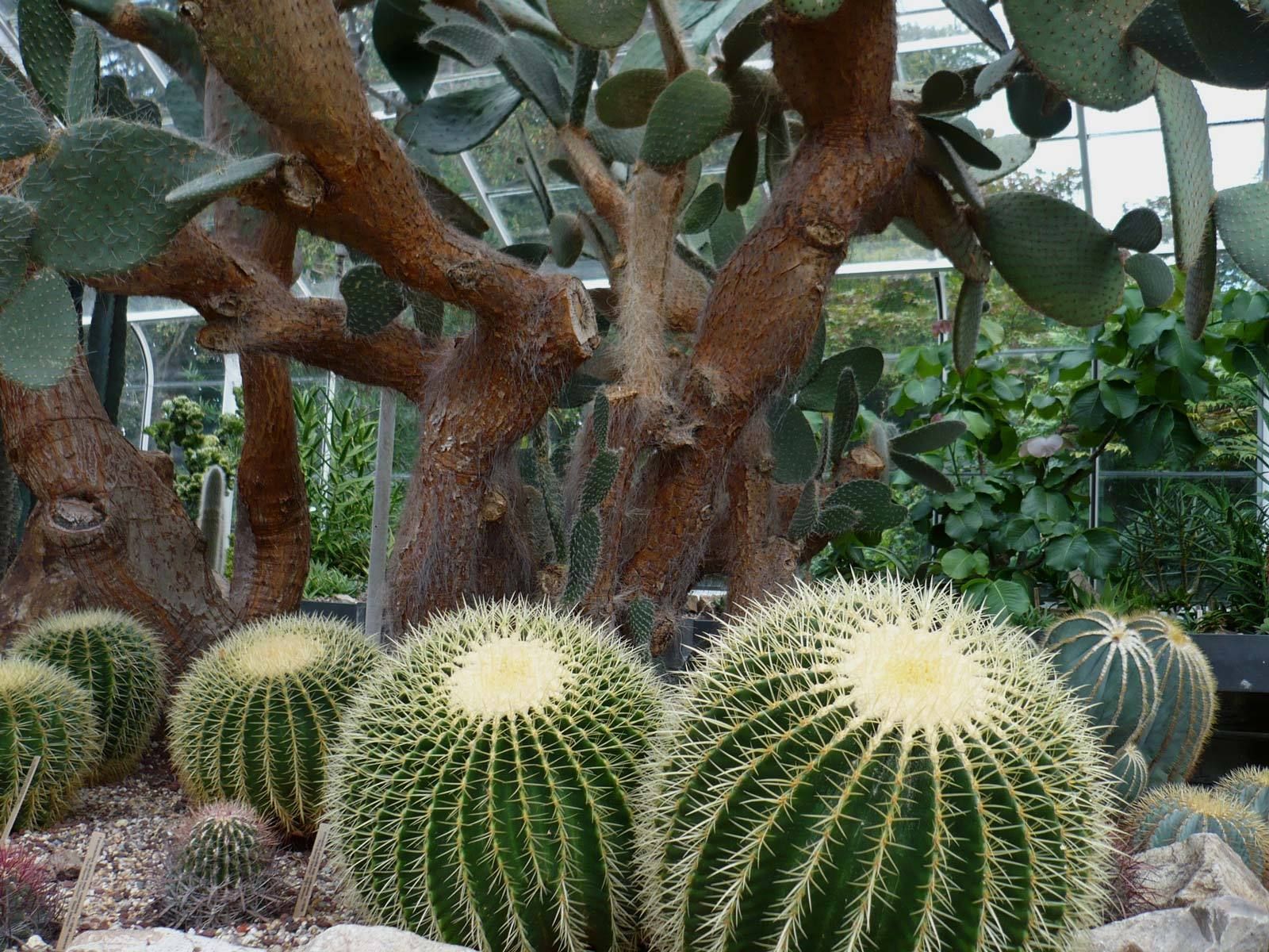 Golden Barrel Cactus