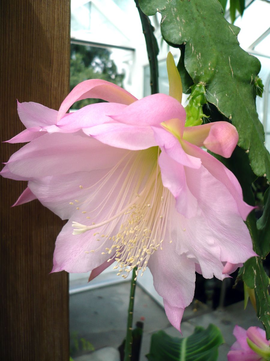 Epiphyllum Blossom