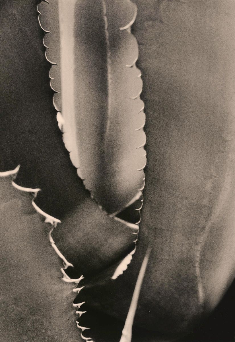 Mega Agave 1, 2009Gelatin-silver photograph, selenium/sepia toned