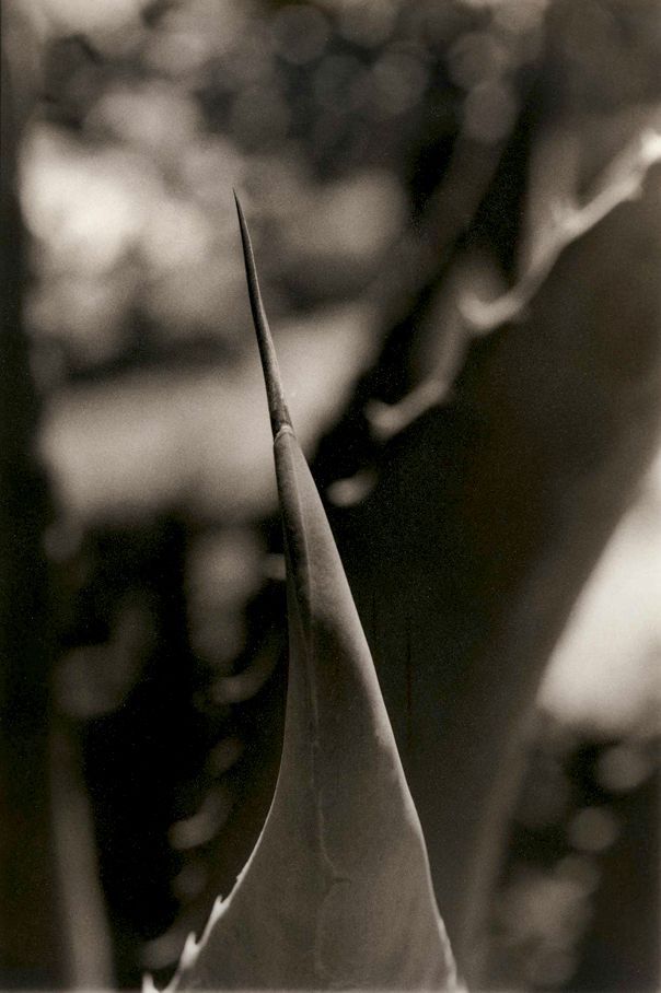 Agave Needle, 2010Gelatin-silver photograph, selenium/sepia toned