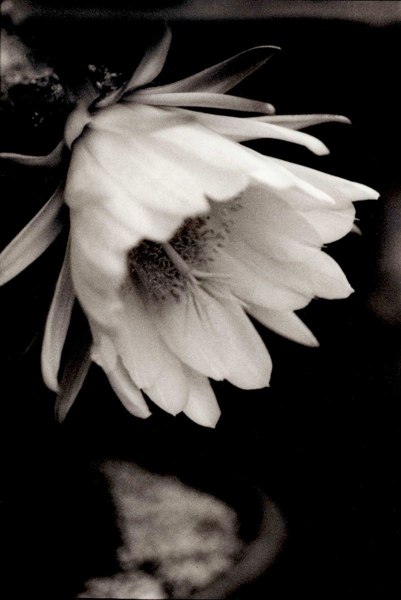 San Pedro Blossom, #2Gelatin-silver photograph, gold-toned