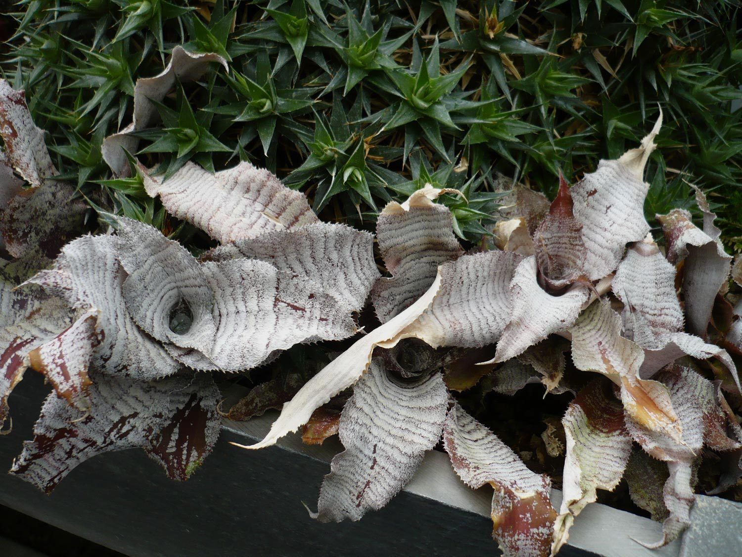Huernia Striata