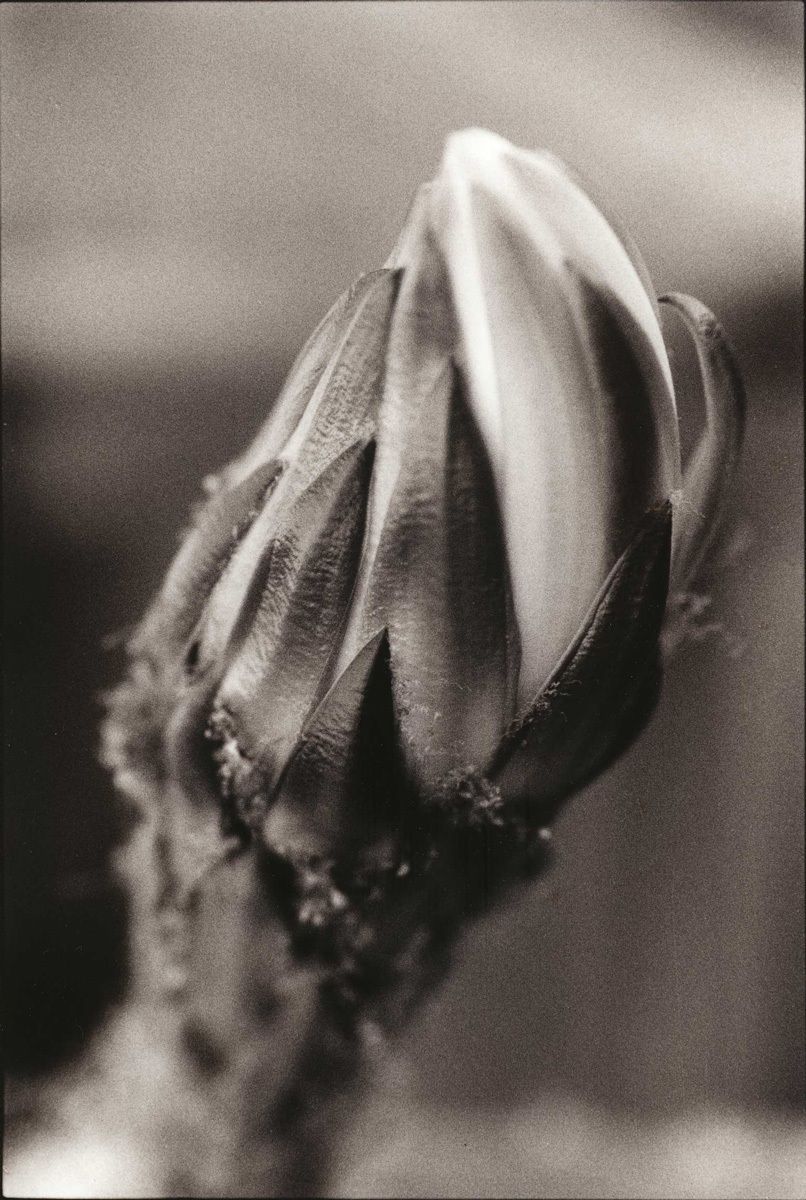 San Pedro Bud, 2008Gelatin-silver photograph, gold-toned