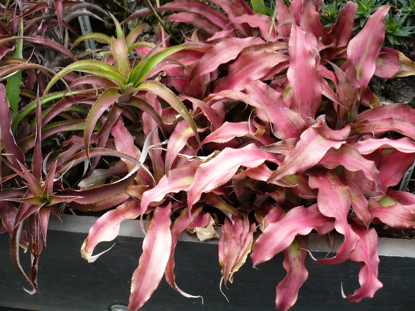 Bromeliads