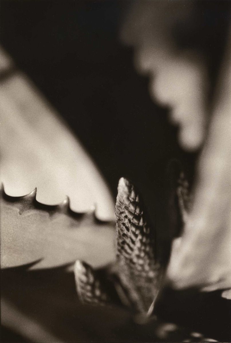 Agave Bud #2, 2008Gelatin-silver photograph, selenium/sepia toned