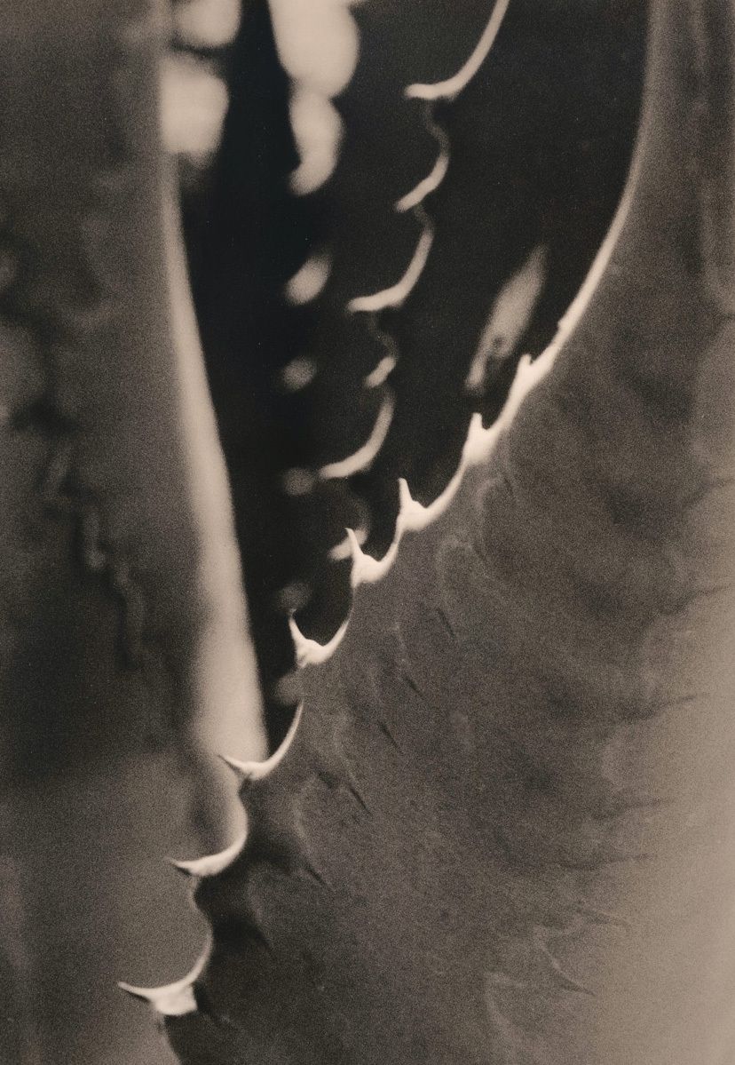 Mega Agave 3, 2010Gelatin-silver photograph, selenium-sepia toned