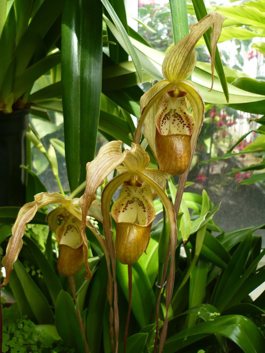 Phragmipedium Orchids