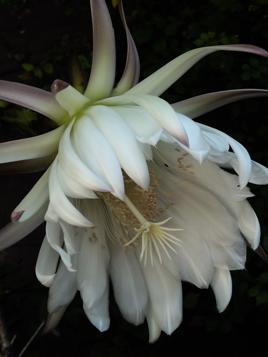 Night-blooming Cereus, 2011Archival Pigment Print