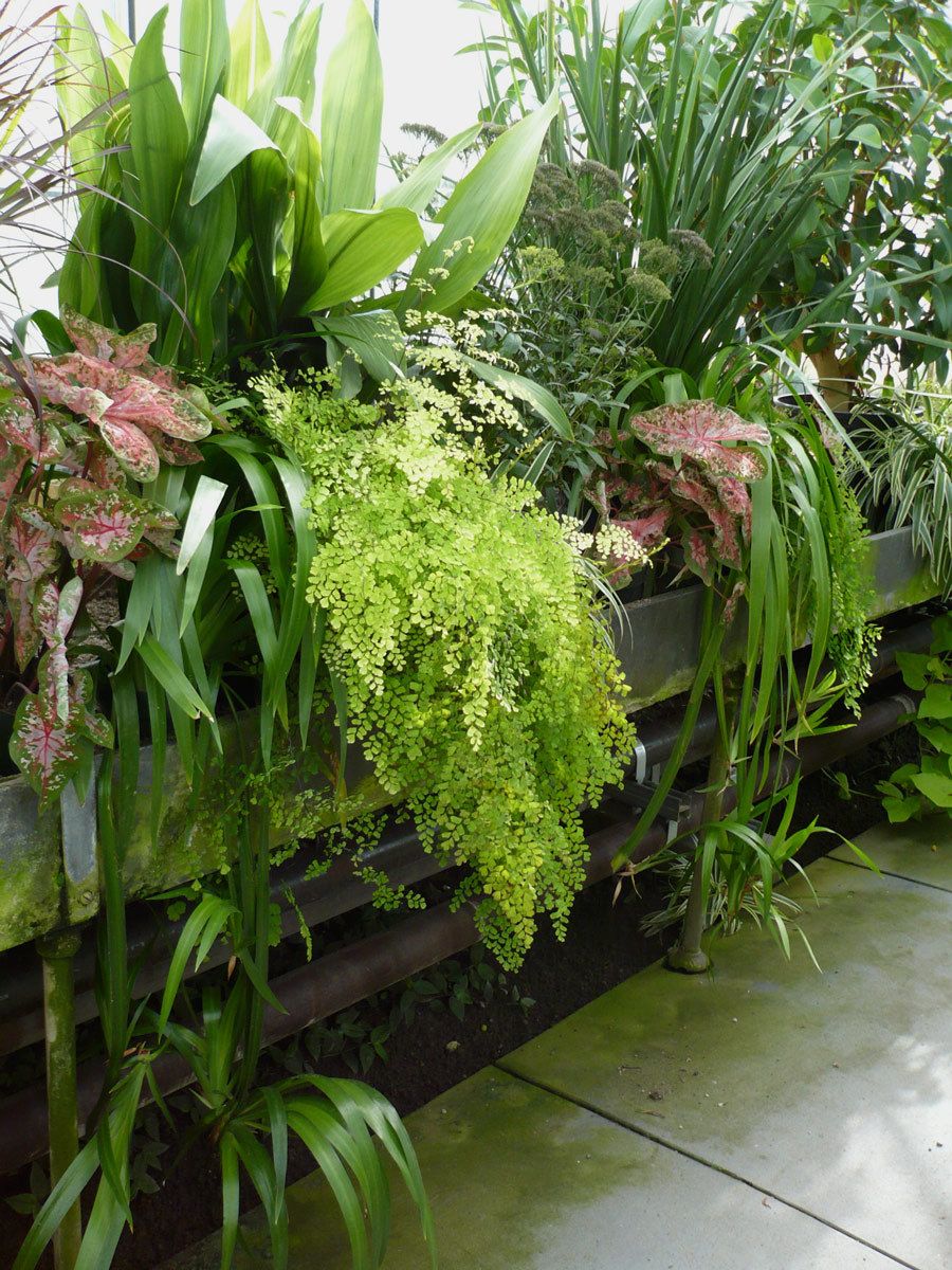 Trough with plants