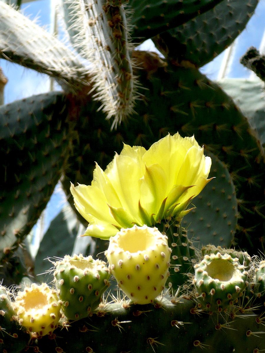 Opuntia Blossom
