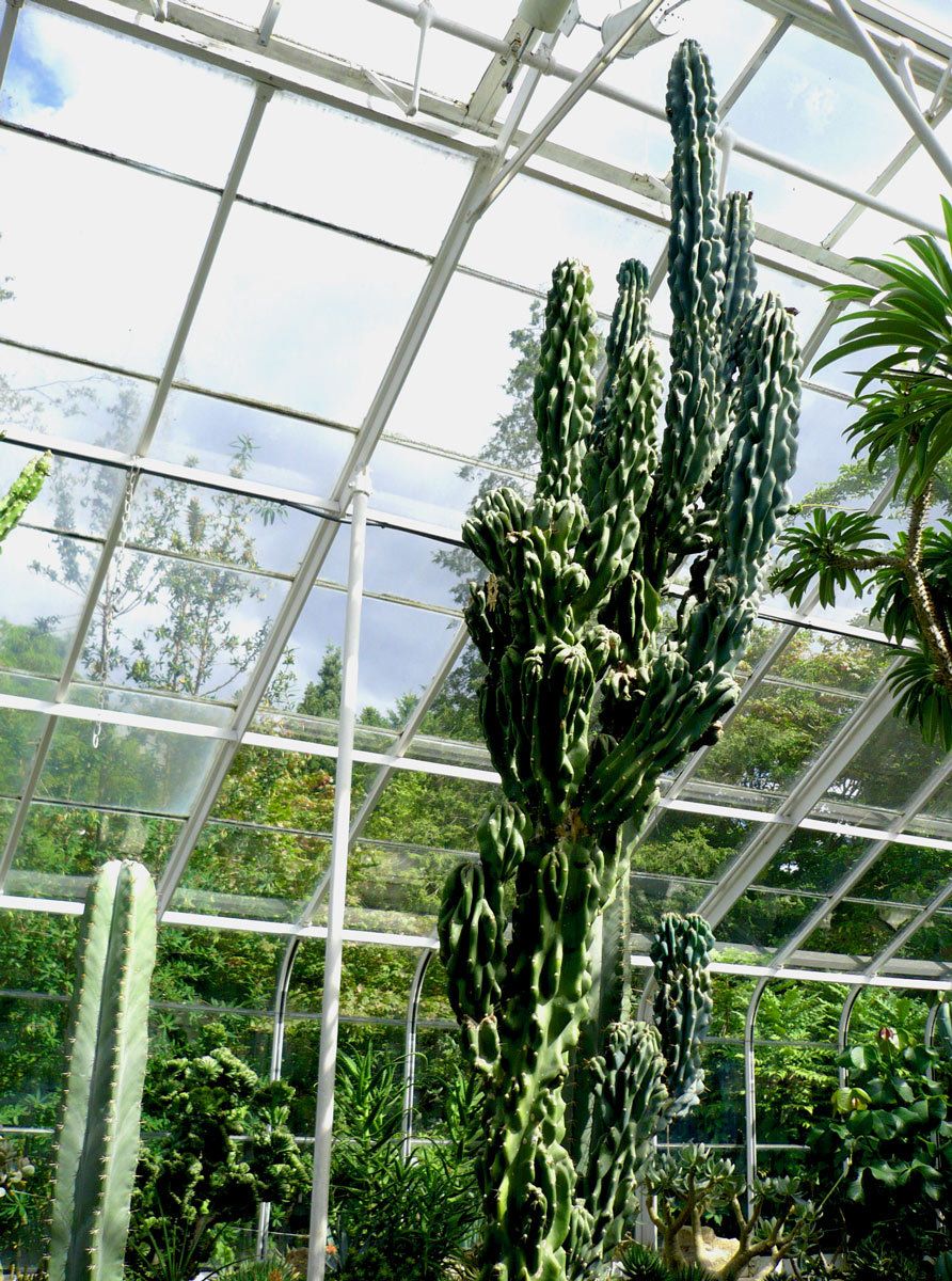 Cereus Hildmannianus v. Monstrose