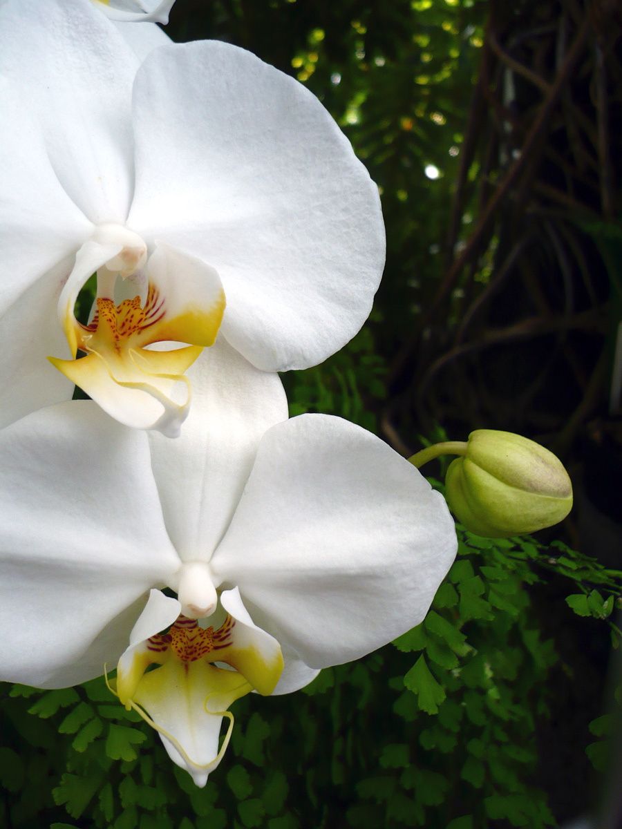 Orchids