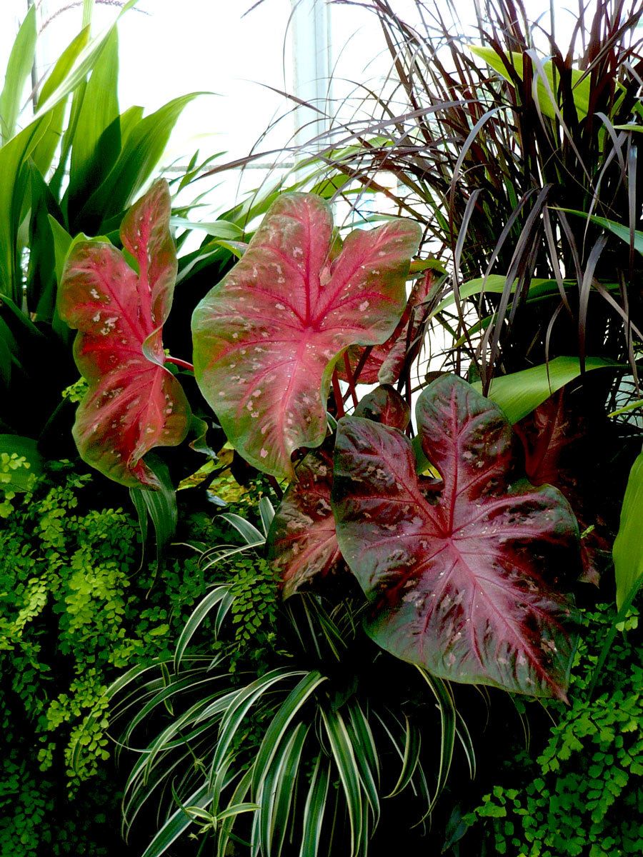 Philodendrun Leaves and Ferns