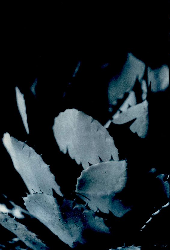 Mescal Agave, 2008Gelatin-silver photograph, blue-toned