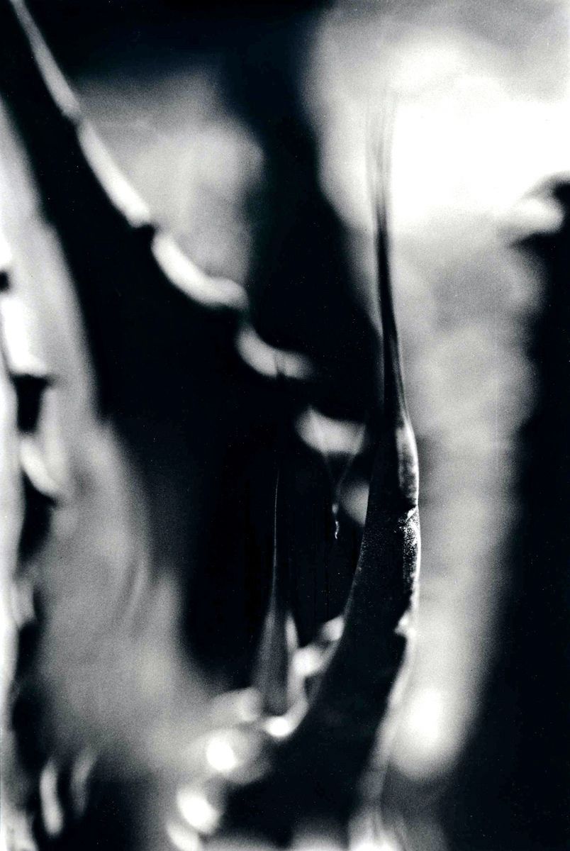 Agave #2, 2005Gelatin-silver photograph, selenium toned