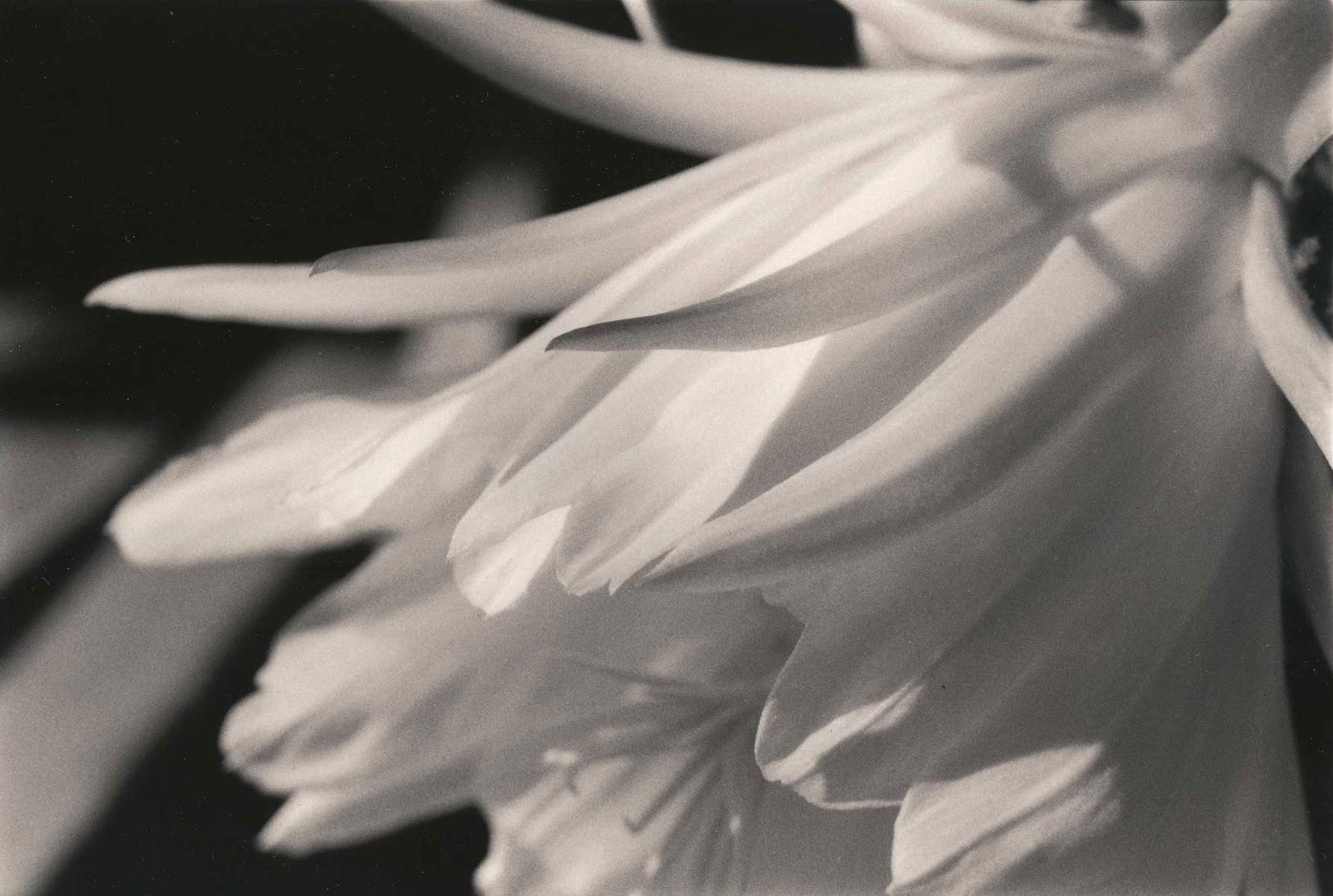 San Pedro Blossom, 2008Gelatin-silver photograph, gold-toned