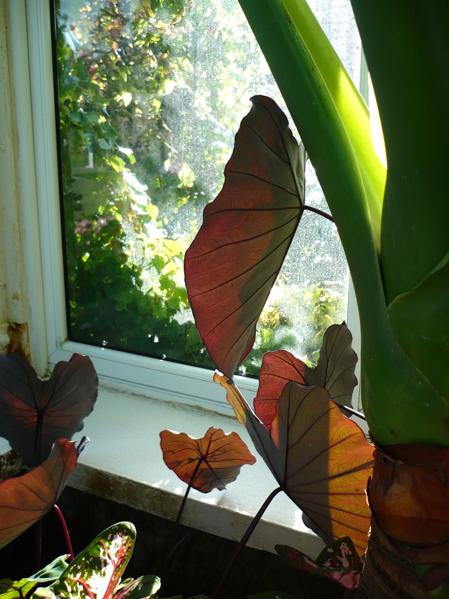 Philodendron with Sunlight
